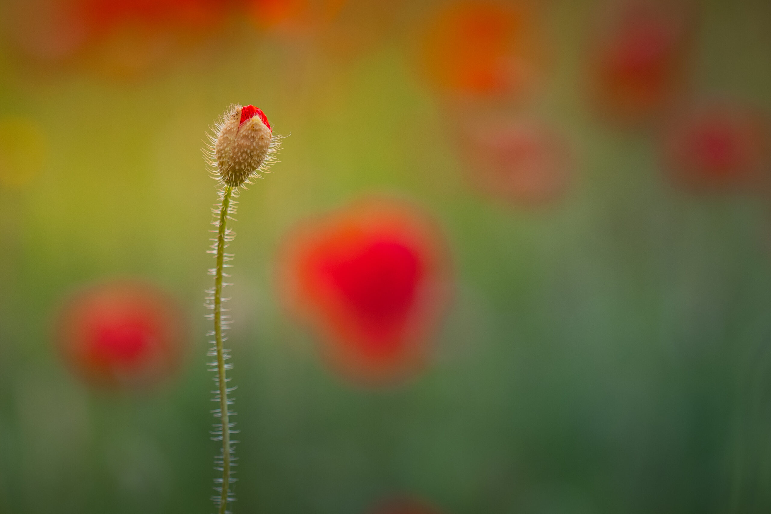 Overcoming nervous system dysregulation is like a flower bud slowly opening, petal by petal. You go from closed off to being a completely different person.