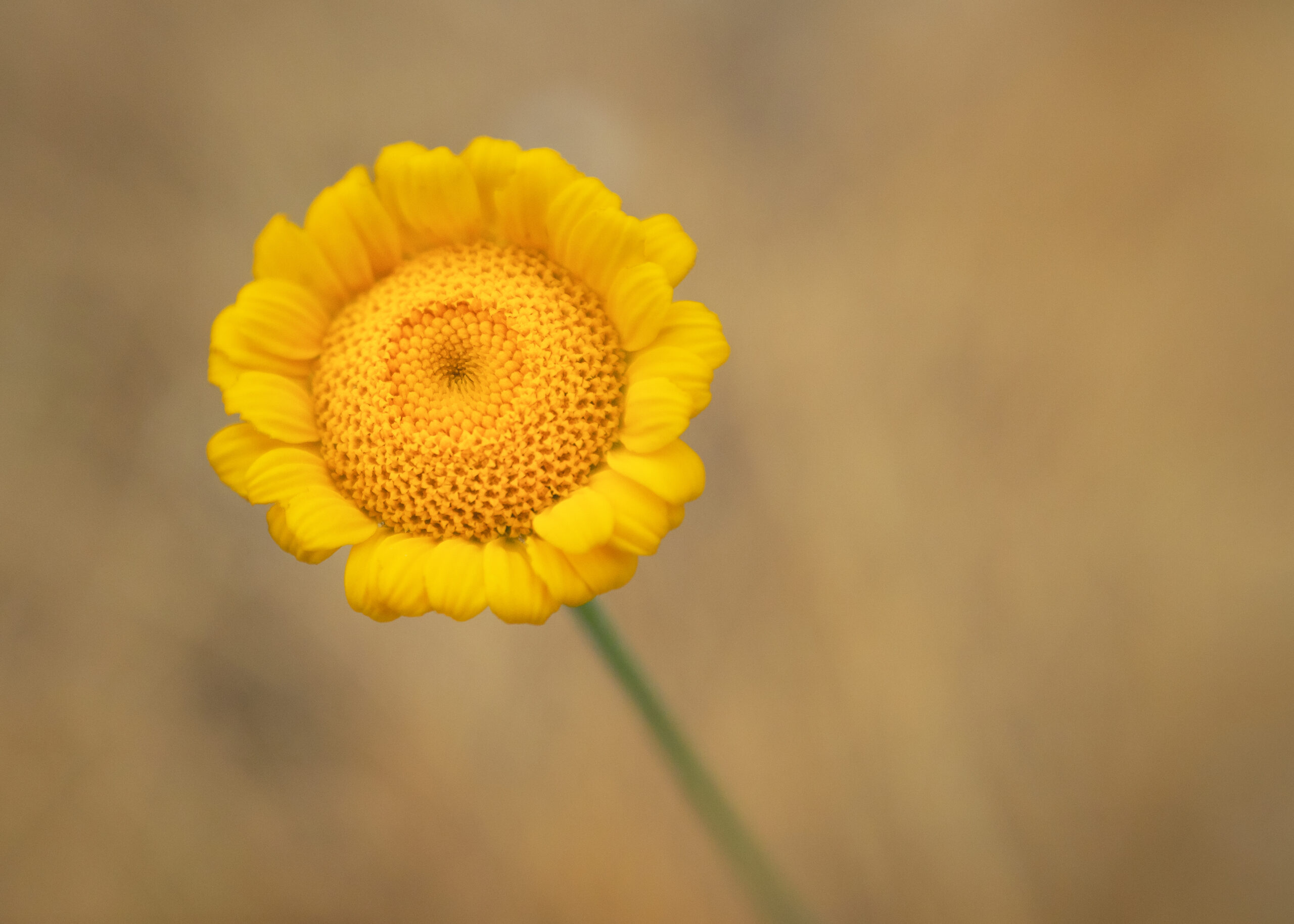 A yellow flower signifying warmth and hope for overcoming binge eating as there are more solutions than just working on your mindset or white knuckling through moments you lack willpower.